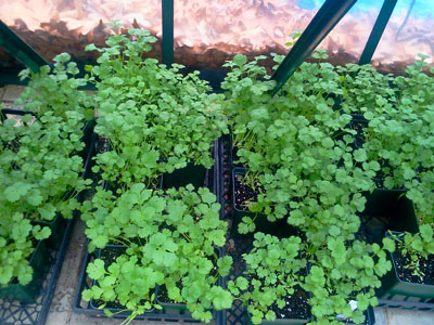 Regina's Organic Potted Herbs